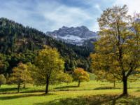 Schräges Sonnenlicht auf herbstliche Ahornbäume